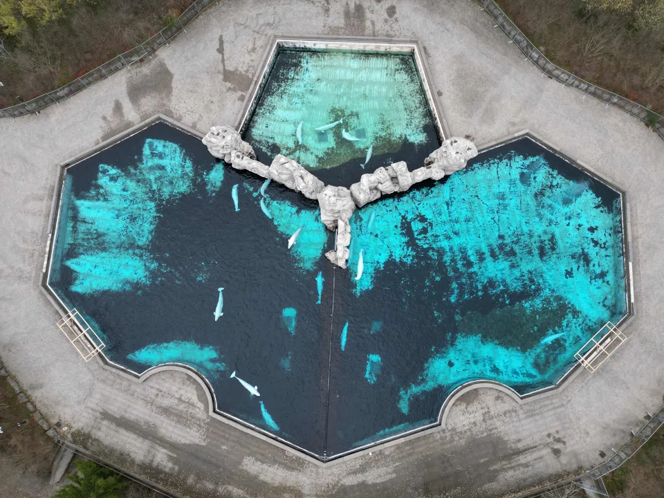 Marineland, like other similar parks, suffered falling revenues over broadening global resistance to attractions where captive mammals are trained to perform.