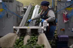 A worker selects avocados at a packing plant in Mexico. End-users in the automotive, agri-commodities, energy and packaged foods sectors would be hardest hit by heavier price tags, says Boston Consulting Group.