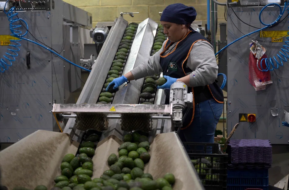 A worker selects avocados at a packing plant in Mexico. End-users in the automotive, agri-commodities, energy and packaged foods sectors would be hardest hit by heavier price tags, says Boston Consulting Group.