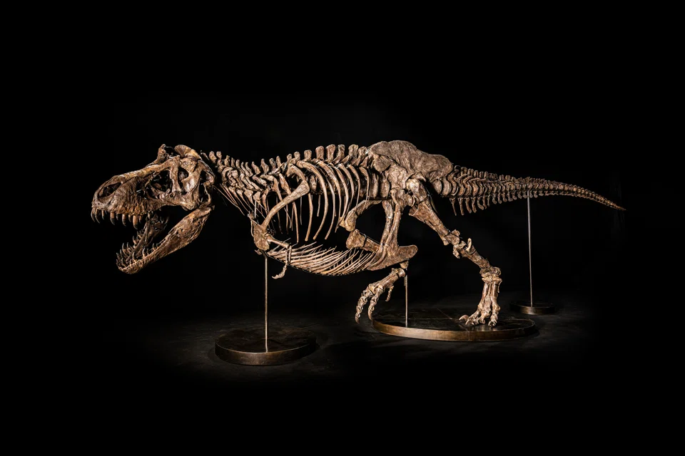 Shen the T-Rex will be the first Tyrannosaurus rex skeleton to be offered at a Christie's auction in Asia.