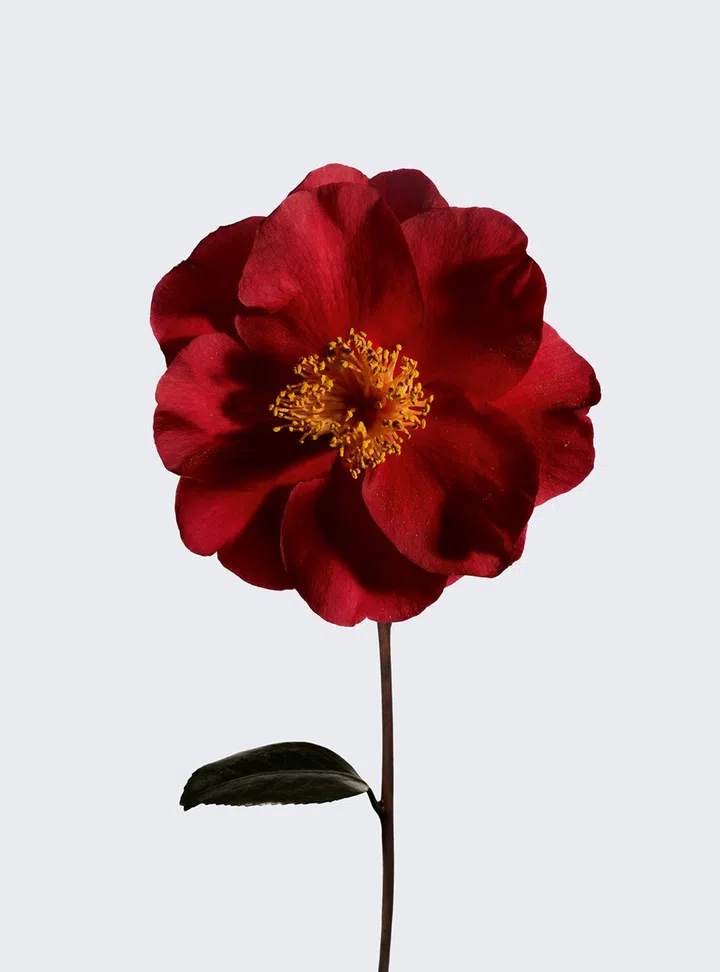 chanel red camellia