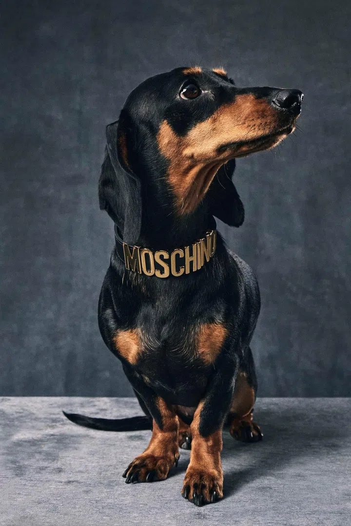 moschino pet