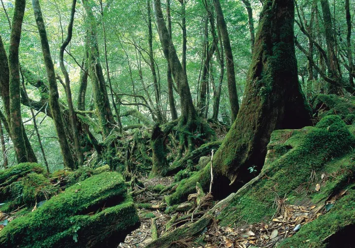 YAKUSHIMA ISLAND (KAGOSHIMA)