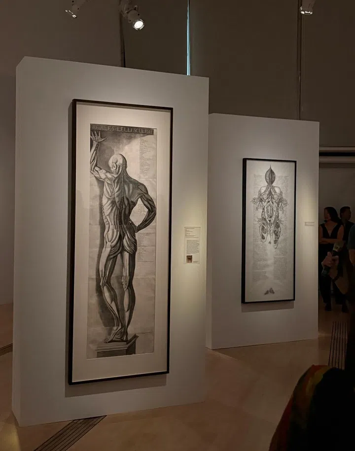 ArtScience Museum singapore Flesh and Bones: The Art of Anatomy exhibition