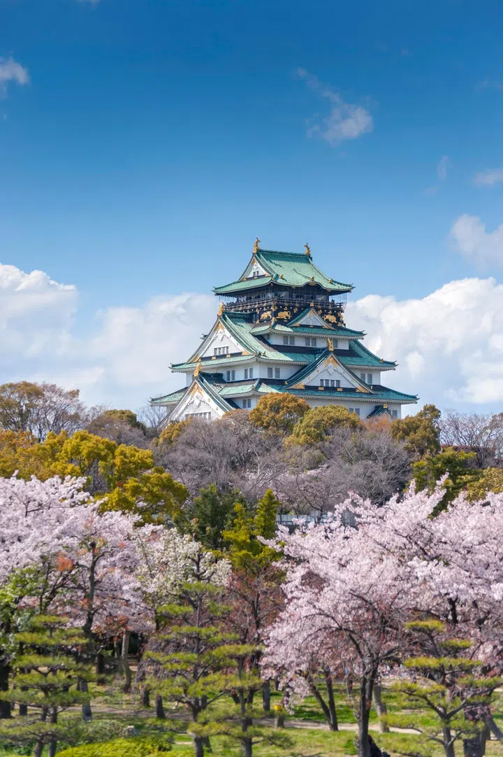 Osaka castle with sakura blossom in Osaka, Japan