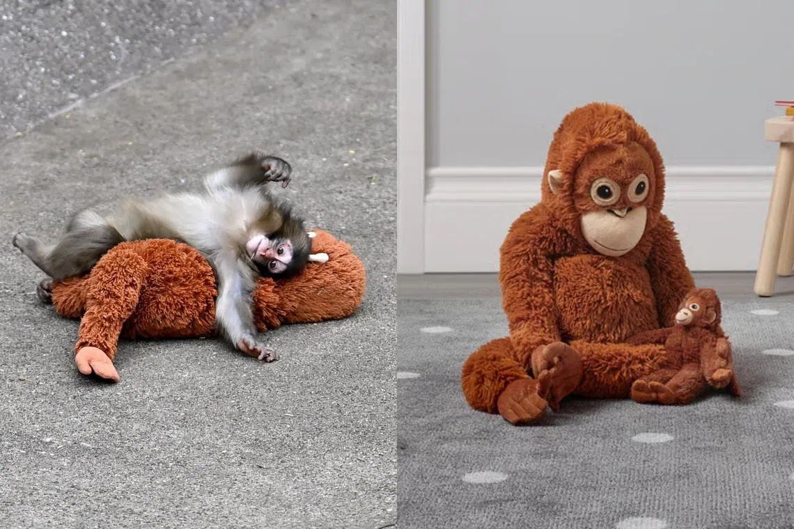 Where To Buy Punch The Monkey's Viral Ikea Orangutan Plushie In