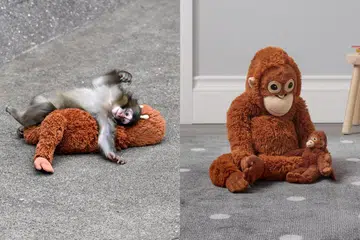 Punch monkey Ikea plushie where to buy Singapore