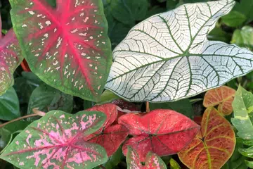 indoor plant price