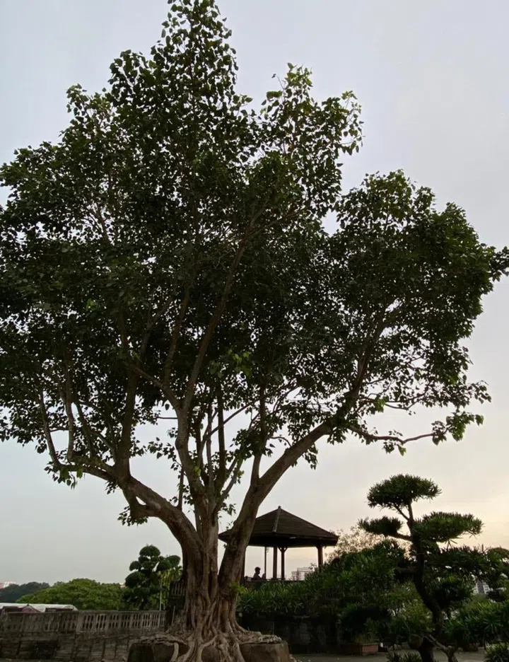 chengtai nursery