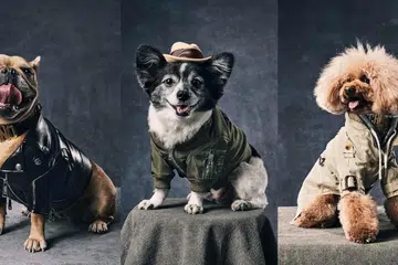moschino pet