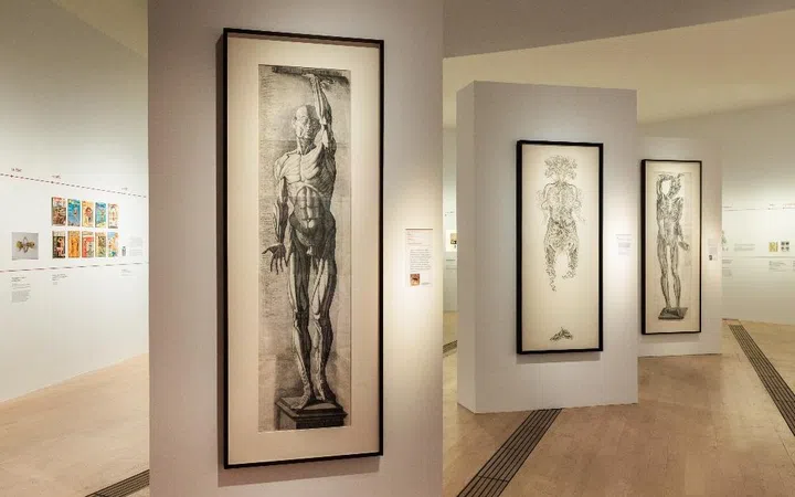 ArtScience Museum singapore Flesh and Bones: The Art of Anatomy exhibition