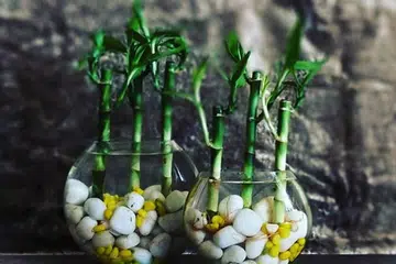 plants