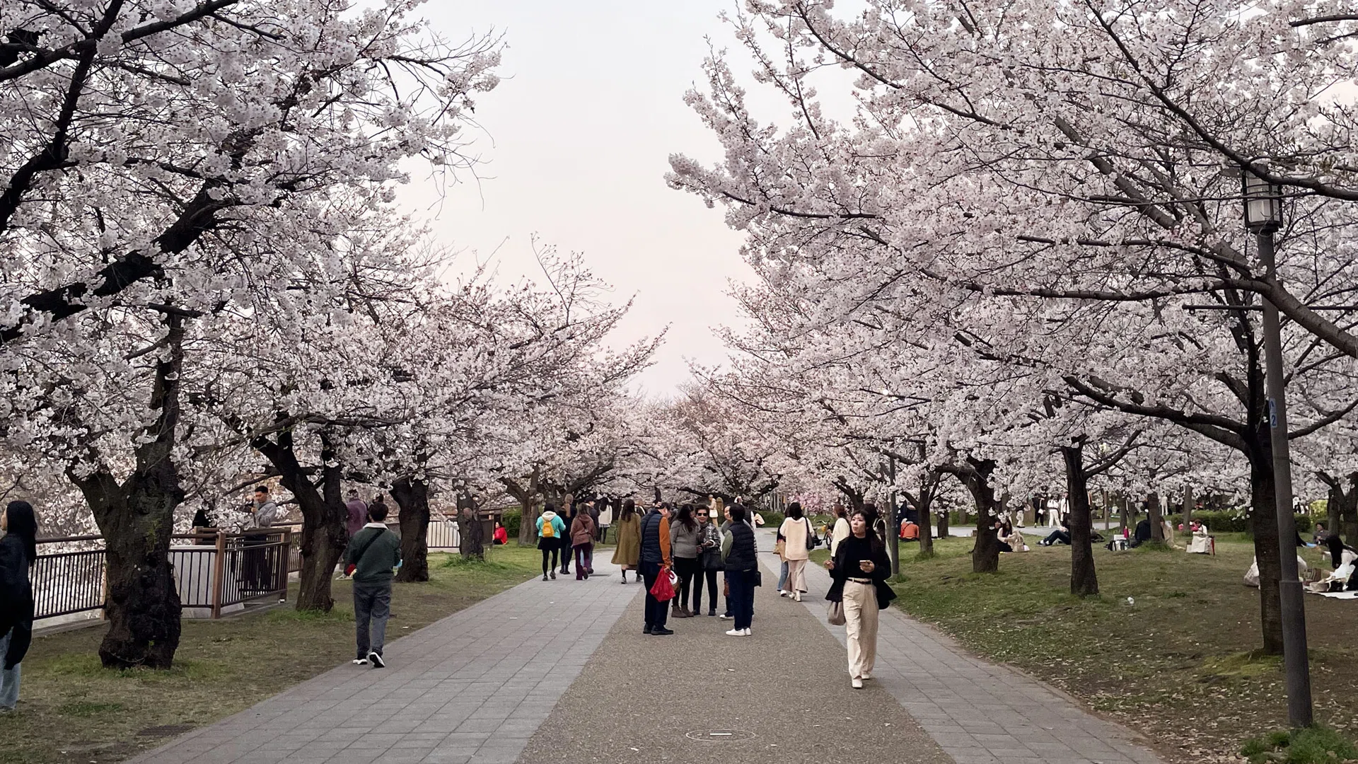 Cherry blossoms at Osaka Castle Park in April 2024. 