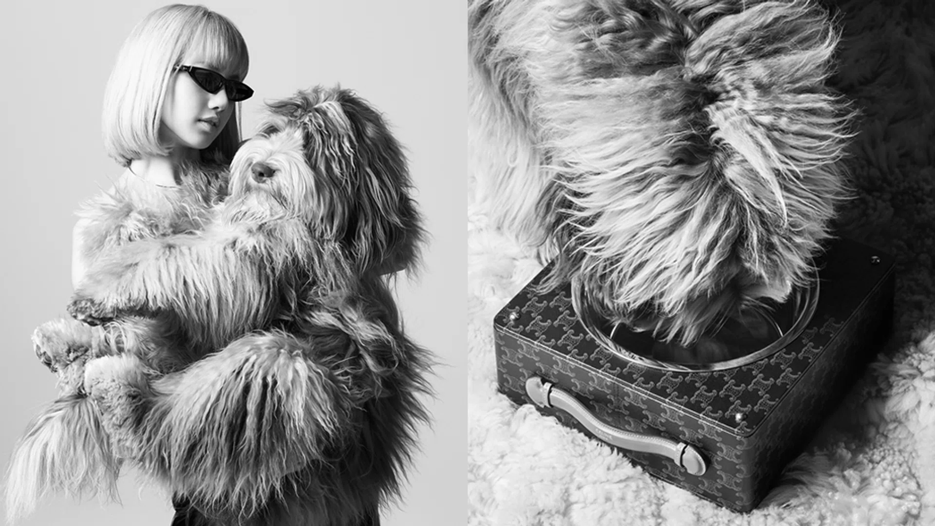 celine dog collection