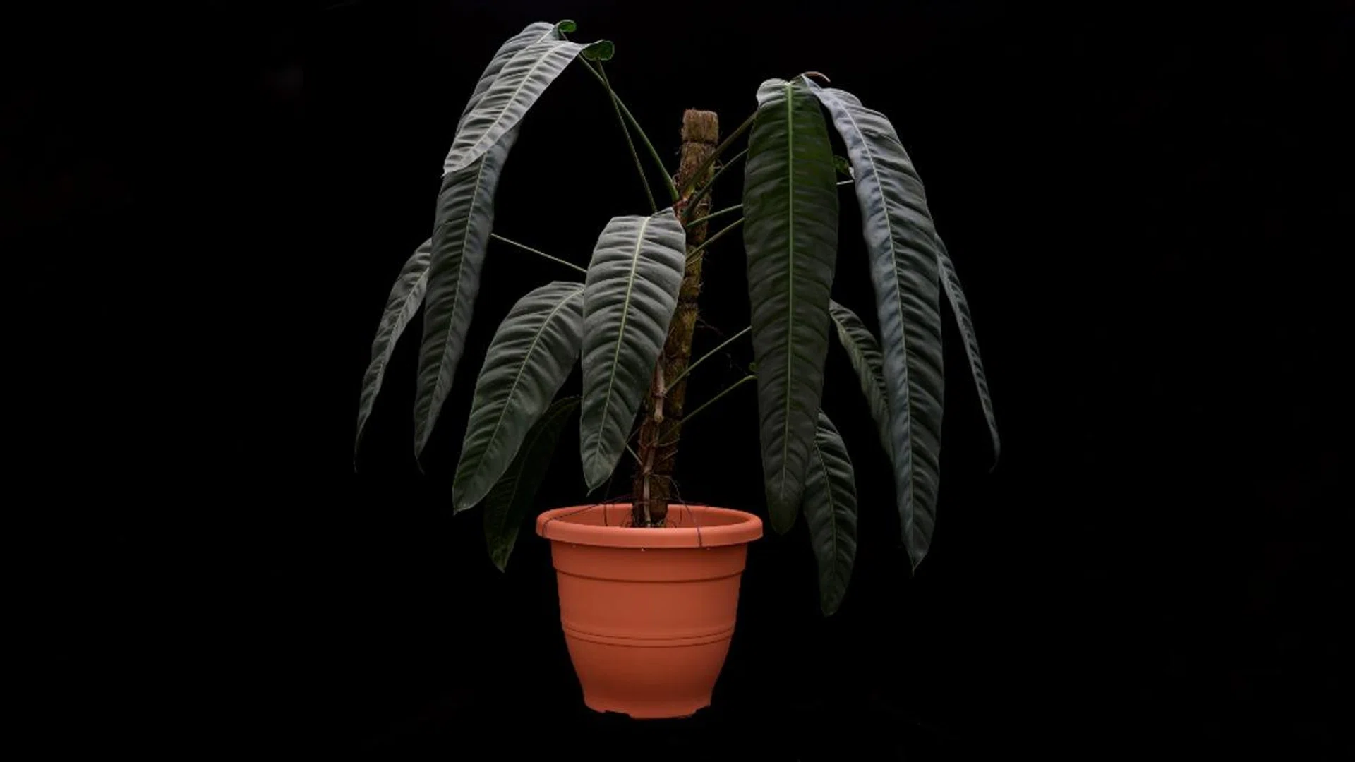 expensive houseplant