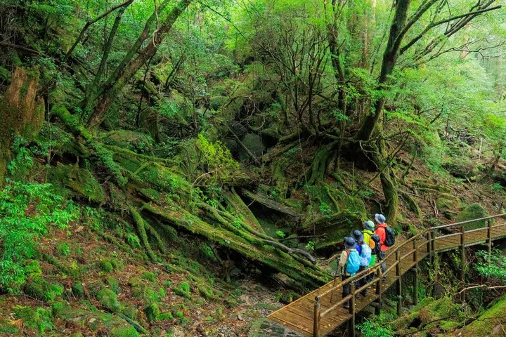 Yakushima Island