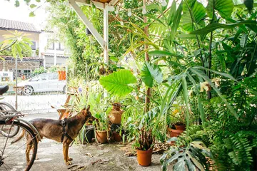 joo chiat