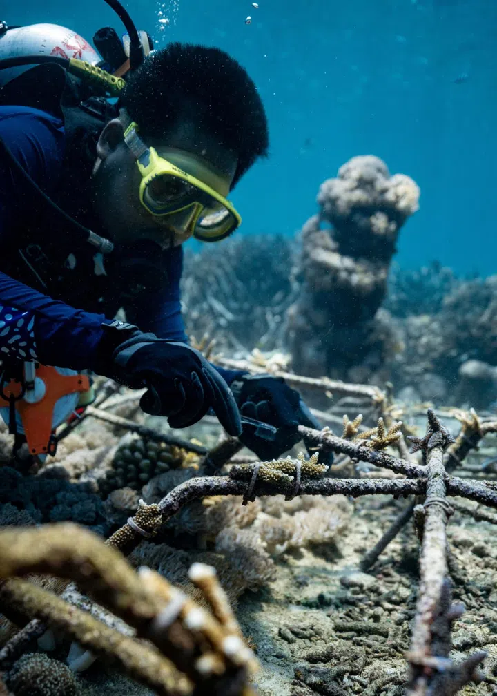 Damaged coral reefs Bali