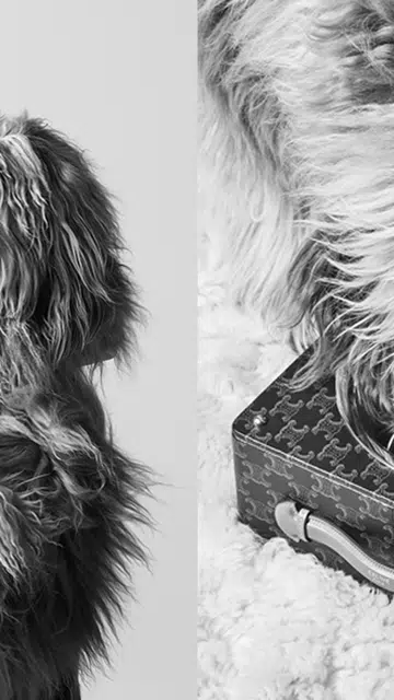 celine dog collection