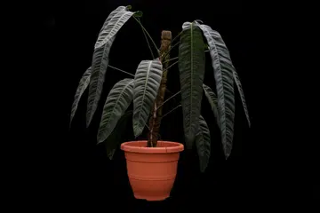 expensive houseplant
