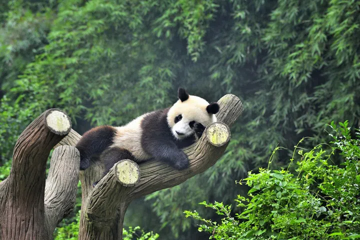 Close-up of one China Panda on the tree.