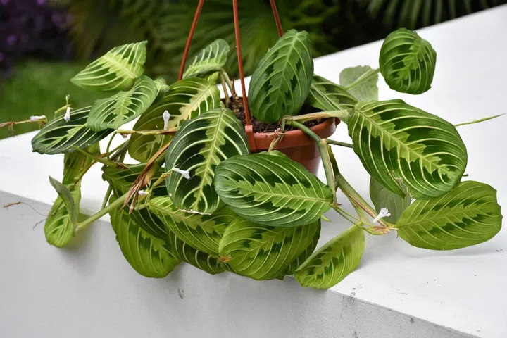 expensive houseplant