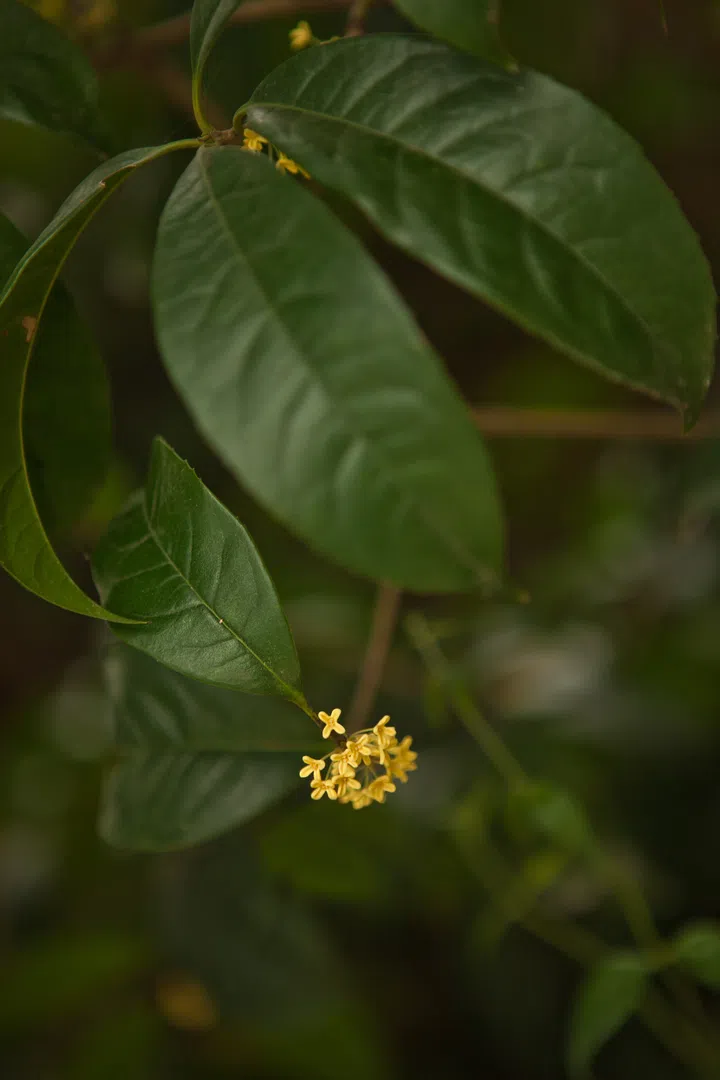 Osmanthus flower in Guangxi region of China where scented flowers are used to make tea.