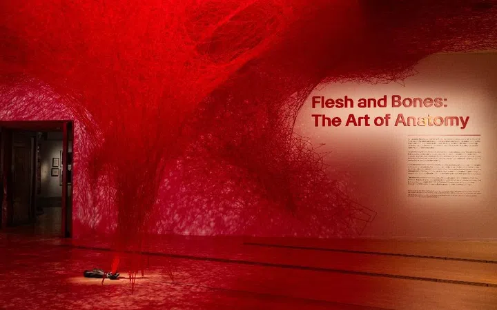 ArtScience Museum singapore Flesh and Bones: The Art of Anatomy exhibition