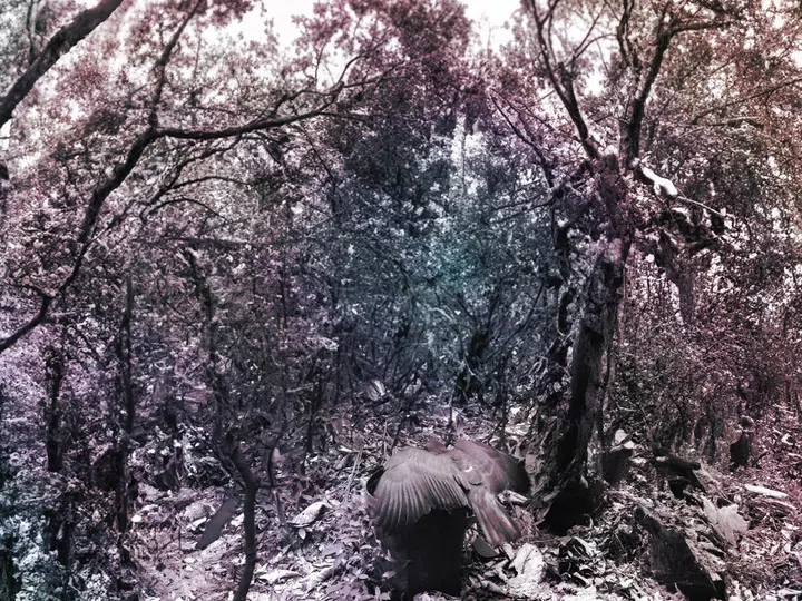 ROBERT ZHAO VENICE BIENNALE SEEING FOREST singapore art museum