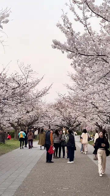 Cherry blossoms at Osaka Castle Park in April 2024. 