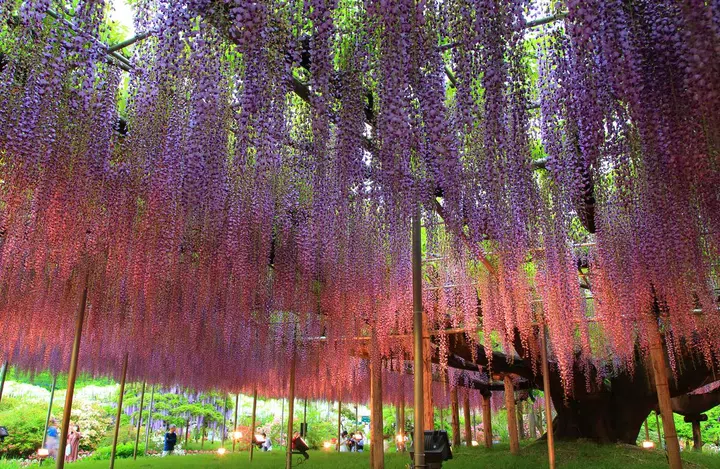Illuminated wisteria trees at Ashikaga Flower Park