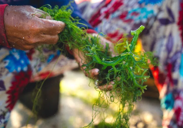 Seaweed farming Bali