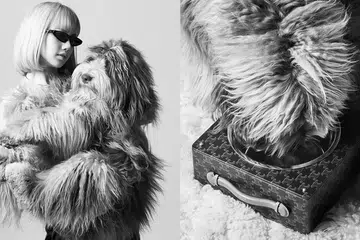 celine dog collection