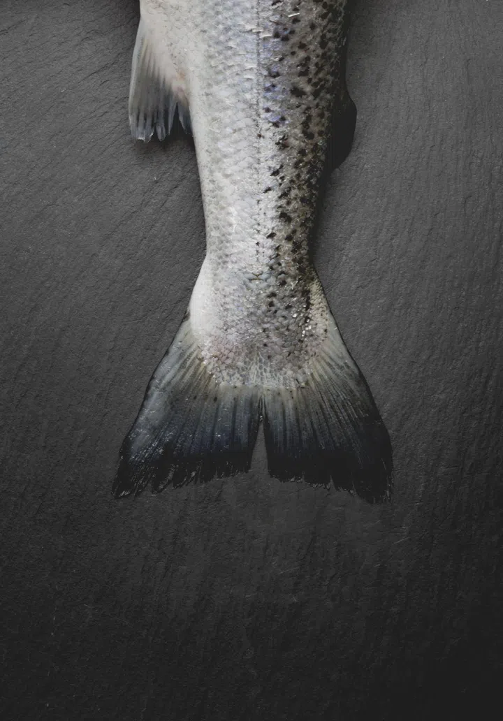 Gutted salmon tail still life dark background on stone chopping board