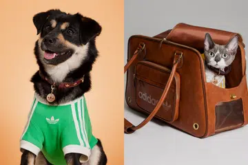 Adidas Pet Collection
