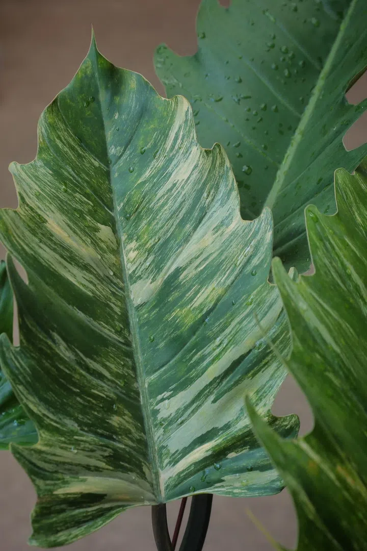 expensive houseplant