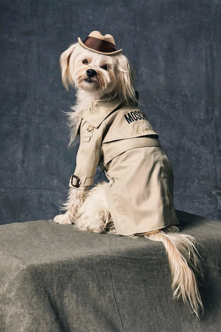 moschino pet