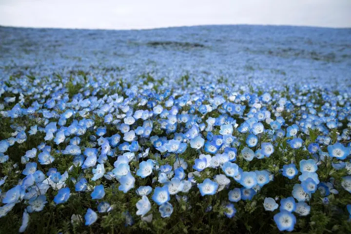 Nemophila flowers at Hitachi Seaside Park in Ibaraki - Day trip from Tokyo
