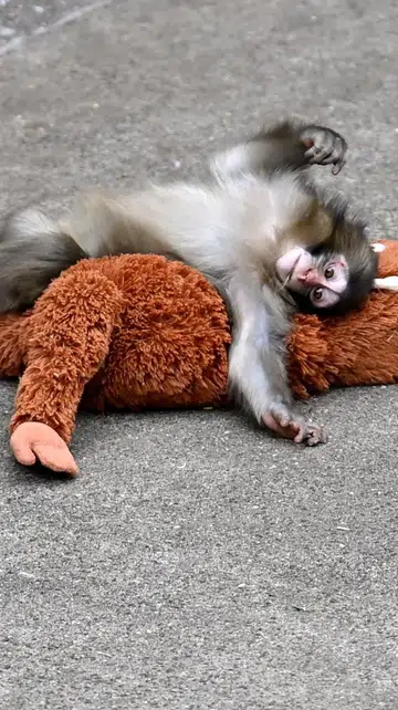 Punch monkey Ikea plushie where to buy Singapore