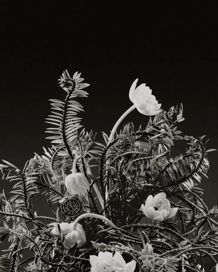 watch video chanel j12 luxury watch botanical garden this humid house 