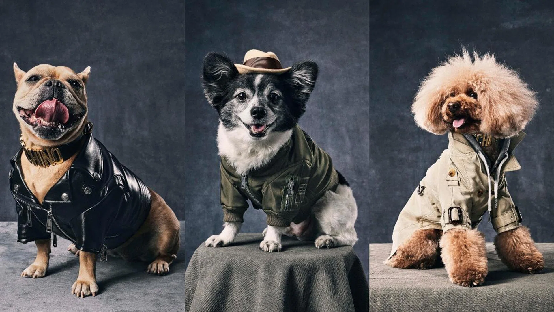 moschino pet