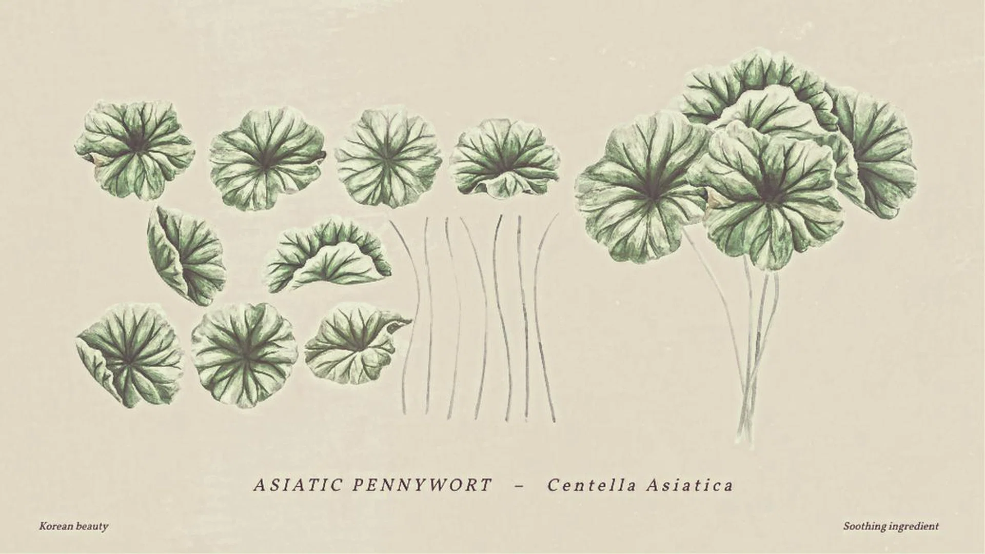 Centella Asiatica is a wonder plant for K-beauty brands. Illustrations: 123RF