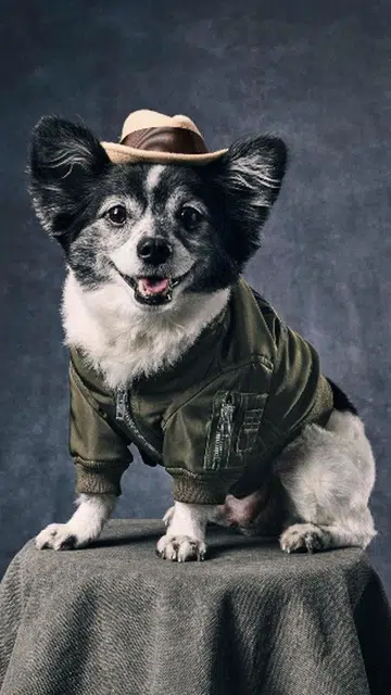 moschino pet