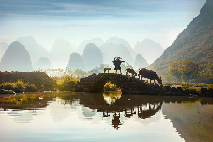 While the Guilin region is known for being a hot tourist destination for travelers from around the world, it is also well-known for the agriculture of the region.

The water buffalo is the most important farm animal for these farmers and you will see them working in the field and rice paddies as you explore the lush countryside. The water buffalo is used to till the field and well as a beast of burden. These docile animals graze contentedly along the paths and roads and bath in the waters of the many creeks and steams.