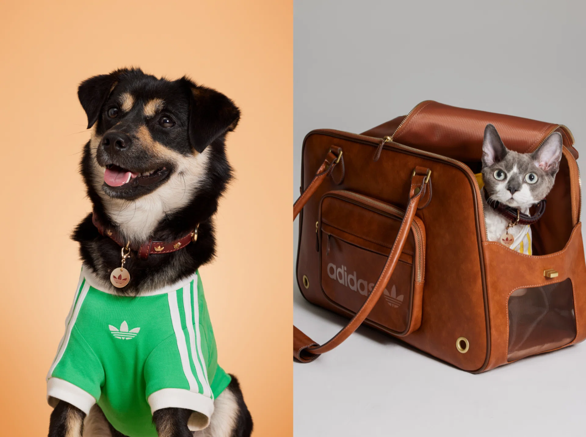 Adidas Pet Collection