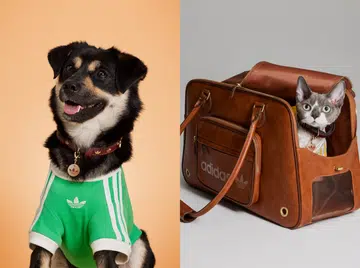 Adidas Pet Collection