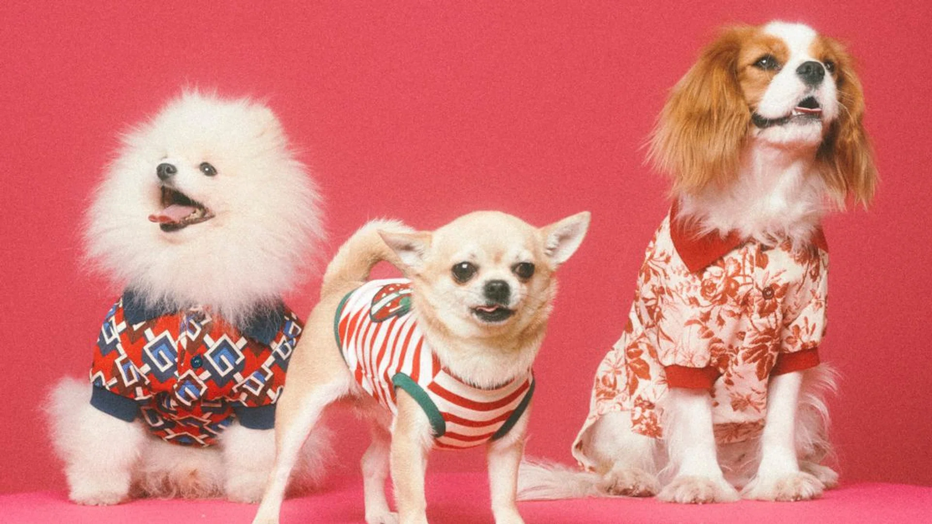 Utter paw-fection. Credit: Gucci
