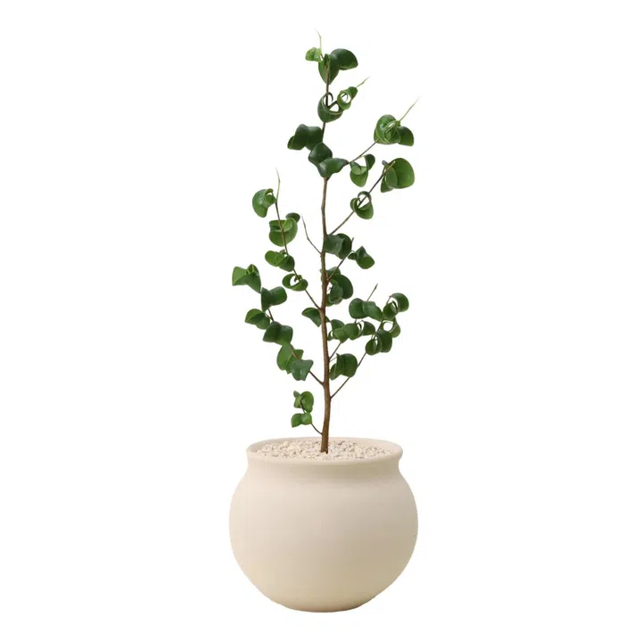 Japanese Ficus Benjamina Baroque plant, from $78, Soilboy