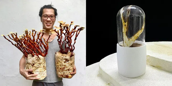 bewilder Fungariums in Space by Ng Sze Kiat