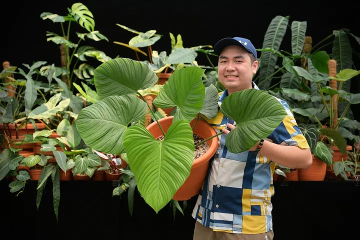 expensive houseplant